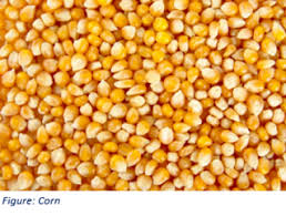 Image result for Zea mays