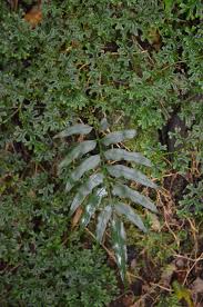 Image result for Oleandra distenta