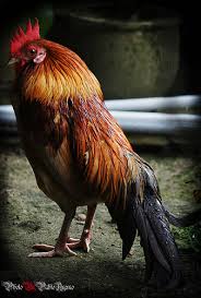 Mencoba spot baru dan pagi pagi atok melawat satu reban ayam hutan dan burung merak yang diusahakan lebih dari 20 tahun. Mengenali Ayam Kampung Ori Ayam Hutan Dan Ayam Sabung Shawn Agro Farm