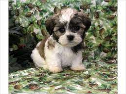 We did not find results for: Pin By Tt Tarrytown On Puppies Teddy Bear Puppies Puppies Cute Animals