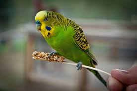 Budgies - Parrot Outreach Society