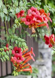 Image result for Teramnus repens