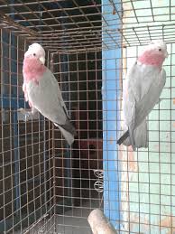Pet stores near me that sell birds. Hobby Zoo Birds And Parrot Shop Laxmi Nagar Pet Shops In Delhi Justdial
