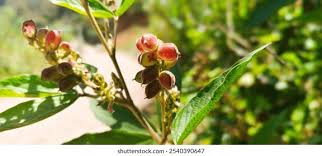 Image result for Flemingia