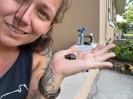 Does anyone know anything about mini musk turtles? I'm starting to think I  was sold a mini rather than a normal as mines nearly 2 years old and has  always had the