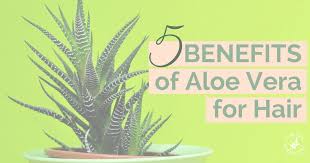 Aloe vera juice (1/2 cup 2x daily and shampoo): 5 Benefits Of Aloe Vera For Hair