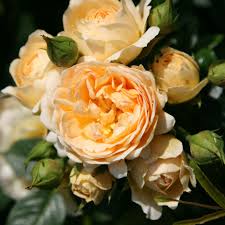 Suitable for growing across the uk and ireland. Buy Rose Happy Birthday Patio Rosa Happy Birthday