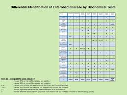 Biochemical Test Eneterobacteria Coursework Sample