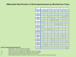 biochemical test eneterobacteria coursework sample