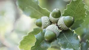 C Est La Belle Vie Www Goodfon Su Green Nature Nature Wallpaper Acorn