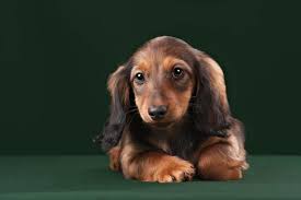 Shaded red long haired dachshund. Dachshund Colours Sizes Physical Characteristics