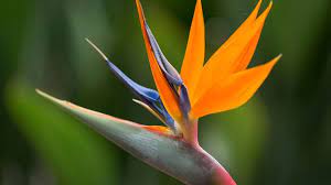 50 Poisonous Plants For Dogs Barking Royalty Birds Of Paradise Plant Birds Of Paradise Flower Birds Of Paradise