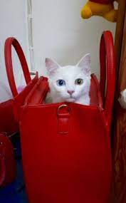 I Let The Cat Out Of The Bag Pretty Cats Crazy Cats Cute Cats