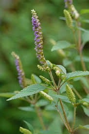 Image result for Isoglossa ciliata