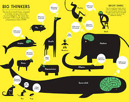 Brain Size Of Animals Infographic Infogrades Data Visualization Infographic Infographic Illustration Data Visualization