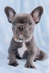 French Bulldog Puppies For Sale - Frenchie Puppies ...