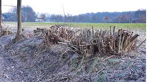 Wir zeigen ihnen schritt für schritt, wie sie sic. Wald Holz Nrw Einschrankungen Fur Geholzschnitt Ab 1 Marz Gelten Nicht Im Wald Naturschutz Ruhr