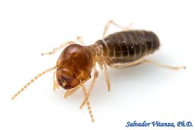 Image result for Cadaba termitaria