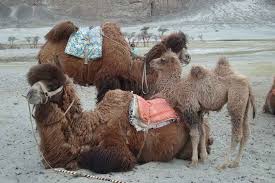 Camels have long been domesticated and, as livestock, they provide food (milk and meat) and textiles (fiber and felt from hair). 7 Days In Leh Ladakh Must Visit Place In India Tripoto