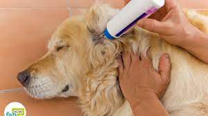 Get Rid Of Ear Mites In Pets 10 Home Remedies Fab How
