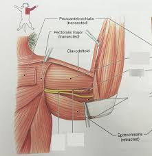 Jun 30, 2021 · arm muscles. Cat Upper Arm Muscles Diagram Quizlet