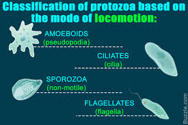 The Major Classification And Characteristics Of Protozoa