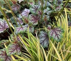 Image result for heuchera americana