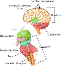Finally, some nerves are mixed nerves that contain both afferent and efferent axons. Anatomy Of Adult Central Nervous System Structure And Function Of The Brain And Spinal Cord Springerlink