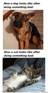 15 Cat Vs Dog Memes To Show Who S The Boss Funny Animals Funny Animal Pictures Cute Animals