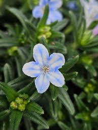 Image result for Chenolea diffusa