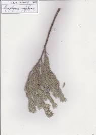 Image result for Indigofera sp.nov. aff. I chimanimaniensis