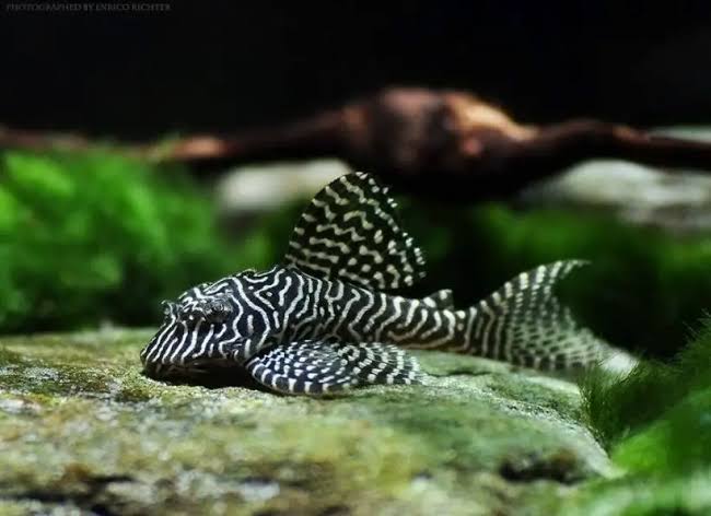 Hypancistrus sp. – L260, Queen Arabesque Pleco (L260) — Seriously Fish