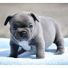 Our french bulldog and english bulldog puppies are raised on 13 acres of rolling ohio countryside. French Bulldog Puppies For Adoption Near Me The Y Guide
