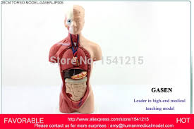 Start studying anatomy & physiology torso muscles. Organs Torso Anatomy Model Medical Dummy Medical Mannequin Human Muscle Anatomy Androgyny Organs Anatomical Modelgasen Jp005 Muscle Anatomy Human Muscleanatomy Model Aliexpress