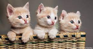 While it might be tempting to buy kittens for adoption through online listings, adverts or on social media, it isn't recommended. Places To Buy A Cat Or Kitten