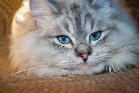In fact, this usually very vocal kitty sheds much less than other cat breeds. Hypoallergenic Cats Best Cats Breeds If You Are Allergic To Cats