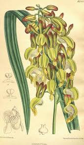 Image result for Eulophia hereroensis