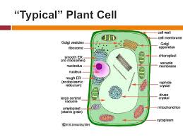 Chloroplast, mitochondria, vacuoles, er, golgi apparatus; Cell Structure Functions For Class 9 By Susanta Kumar Panda