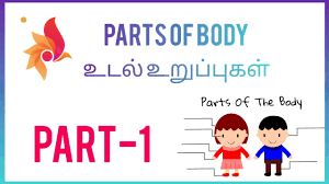 Before reading the body parts list, take a look at different human body systems so that it will be regional parts. Parts Of Body Learn English And Tamil Parts Of Body For Kids With Images Easy To Learn Part 1 Youtube