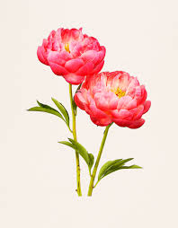 About 1,828 results (0.55 seconds). Kenji Toma S Most Beautiful Flowers 1854 Photography