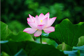 Pin On Flowers Wallpapers Android