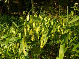 Image result for Chasmanthium latifolium