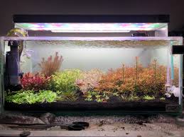 We did not find results for: Chihiros Rgb 45 Diy High Powered Led Barr Report Forum Aquarium Plants