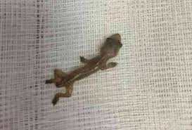 Jom lihat antara petua halau lipas dalam kereta berikut: Cicak Di Dalam Kereta