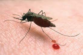 Który z gatunków plasmodium jest najbar… objawy malarii? Malarie The Romania Journal