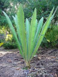 Image result for Zamiaceae