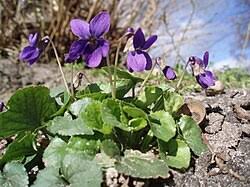 Image result for Viola eminii