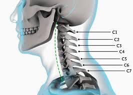 Image result for Neck Exam