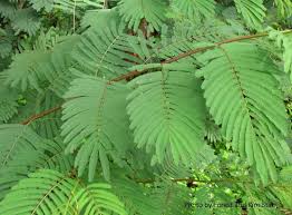 Image result for Albizia