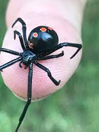 Deadly black widow spider produces hundreds of babies in norfolk after hitching a lift in crate from texas. Baby Black Widow Phoenix Pest Control And Exterminators